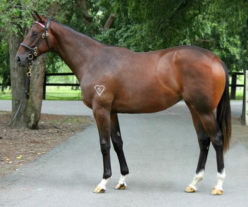 Sebring X Suzy Smart