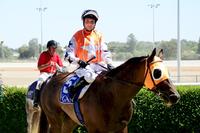 Aurelius Hero Bound For Flemington
