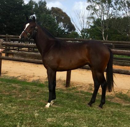 Toronado X Glory