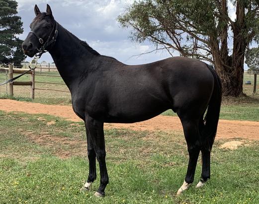 Fiorente X Shopping Spree
