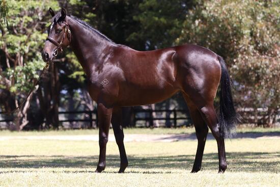 Astern X Veuve Girl 2019