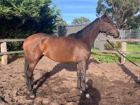 Ajaya X Charmed Lady