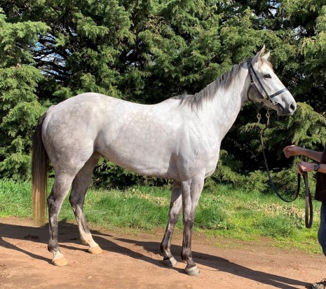 Greyt Approach