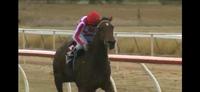 NORDIC KING WINS STRONGLY ON DEBUT!!