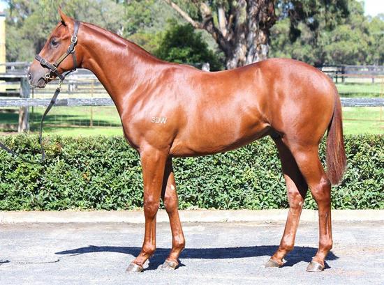 MAGIC ALBERT X TANTRA DANCER GELDING