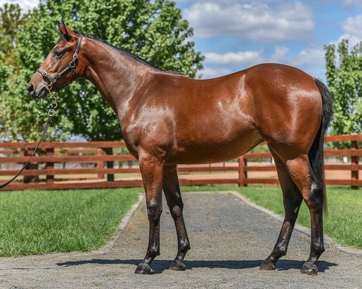PIERRO X TEMPLE DIVINE FILLY