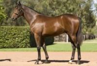 Second Win for Private Steer's Boy