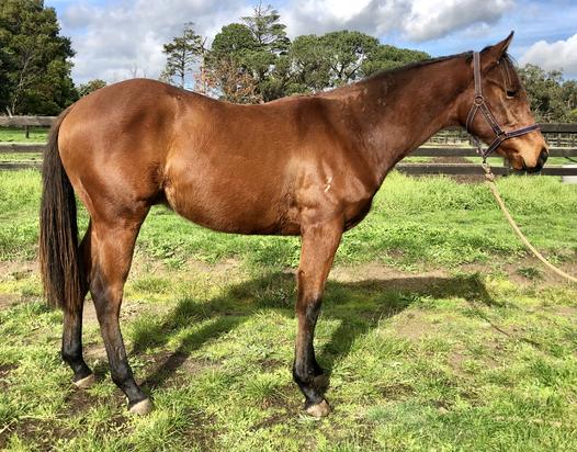 Helmet X Pride Of Ardrossan