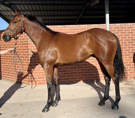 Helmet X Pride Of Ardrossan