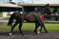 Wicked Knickers to debut at Gold Coast