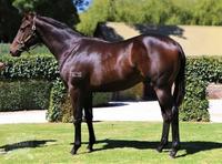 Yankee Lou Looks Ready For Debut