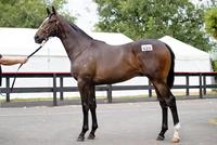 TOORAK TOFF & MASTER OF DESIGN COLTS KICKING GOALS EARLY