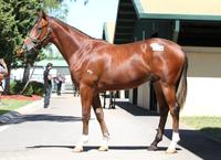 BAJAN READY FOR OAKLANDS PLATE TEST
