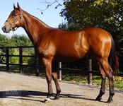 ALL TOO HARD COLT FULLY SYNDICATED IN A DAY!