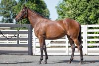So You Think filly Guess Again showing promise