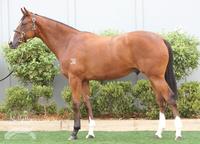 Gun Bolt gears up for Gold Coast debut