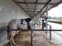 Promising Price pair head to Kilmore