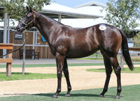 Grand 'Platinum' Filly Going Well