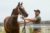 Grand filly Tavisocks breaks through