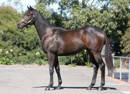 ANACHEEVA X Loving Me Colt