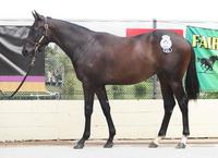 Bruce Hill Pair Off To Ballina