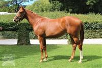 Good Journey 2yo Impressive in Jump Out