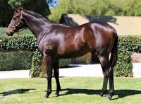 Grand Syndicates Flying In South Australia