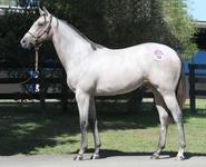 Queensland Prizemoney Increases