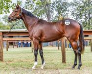 Chappette Ready To Debut