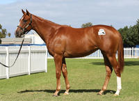 Grand Syndicates Two Year Olds Set For First Trials