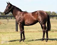 First 2019 Yearlings For Grand Syndicates