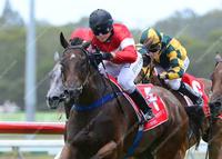 Snitzel's Joy sneeks a peek at her rivals