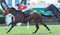Saturday Doomben Win for Mittere