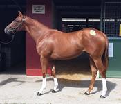 Yearling Shares For Sale - Spill The Beans x Rainbow Joy Filly