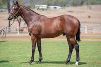 Yearling Shares For Sale - Outreach x Mini Colt