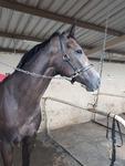 HOW MUCH DOES IT COST TO HAVE A RACEHORSE TRAINED BY DANNY BOUGOURE?