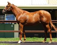 Yearling Shares For Sale - Love Conquers All x Snitzel Express