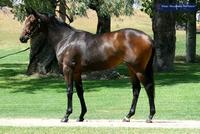 Yearling Shares For Sale - Tycoon Ruler x Never Despair Filly