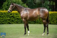 Shares available in a super Better Than Ready filly