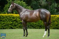 Shares available in Better Than Ready colt