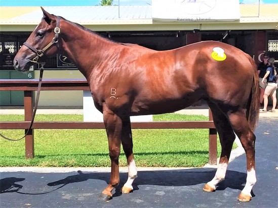 Un-named (Rothesay - Charmana Star)