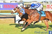 Caviar on menu again if Haydon pulls off Townsville Cup triumph