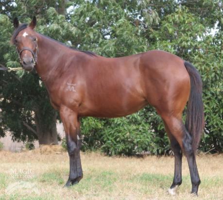 Spill The Beans X Kimash Filly