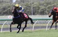 Melbourne Cup Day Win For Kalik