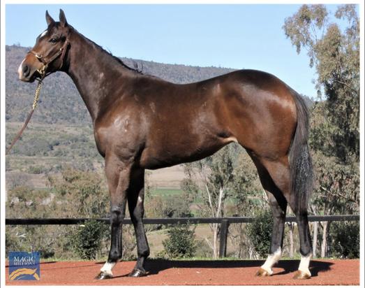 Spirit Of Boom X Stream Of Light Filly