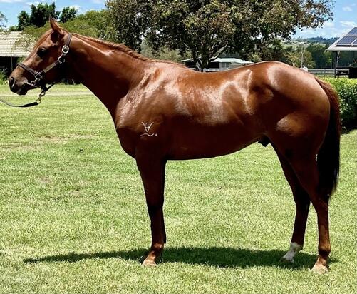 Bon Hoffa X Buronga Gelding