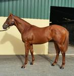 New racing opportuntiy