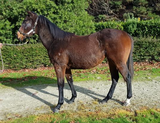 Tavistock X Diamond Schwarz Filly