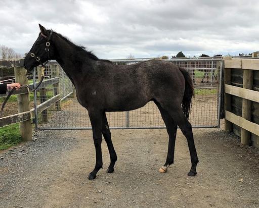 Ferlax X Groovy Choice Colt