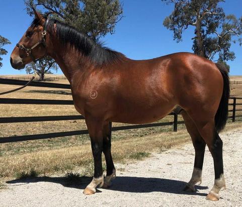 Akeed Mofeed X Aussie Crawl Colt